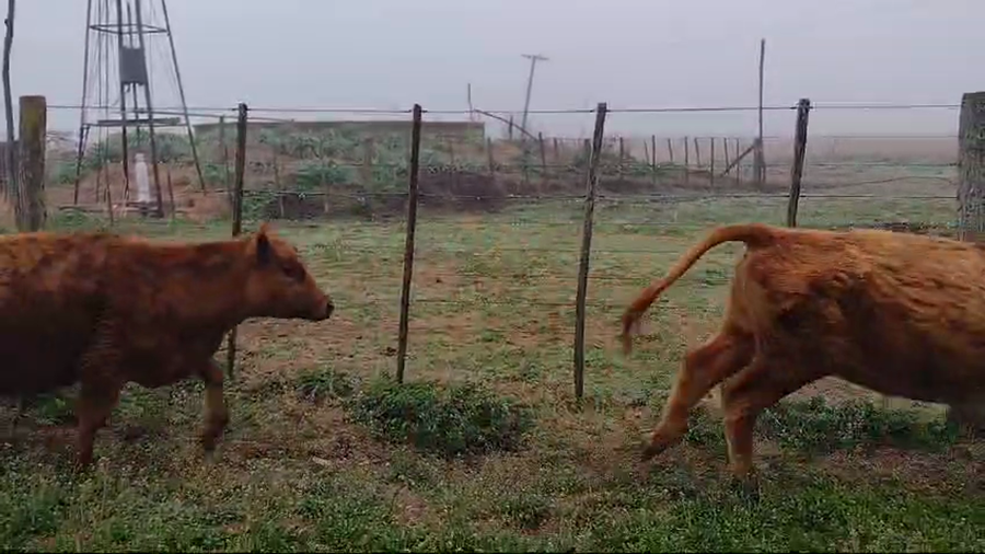 Lote 23 Terneros en Pehuajo