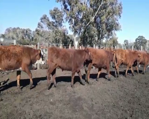 Lote 30 NOVILLITOS ANGUS, CARETA Y CRUZA  DE 250  KG, EN BENITO JUAREZ, PBA.-
