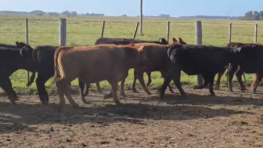 Lote 70 Terneros
