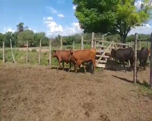 Lote 50 Novillos en Vilelas, Santiago del Estero