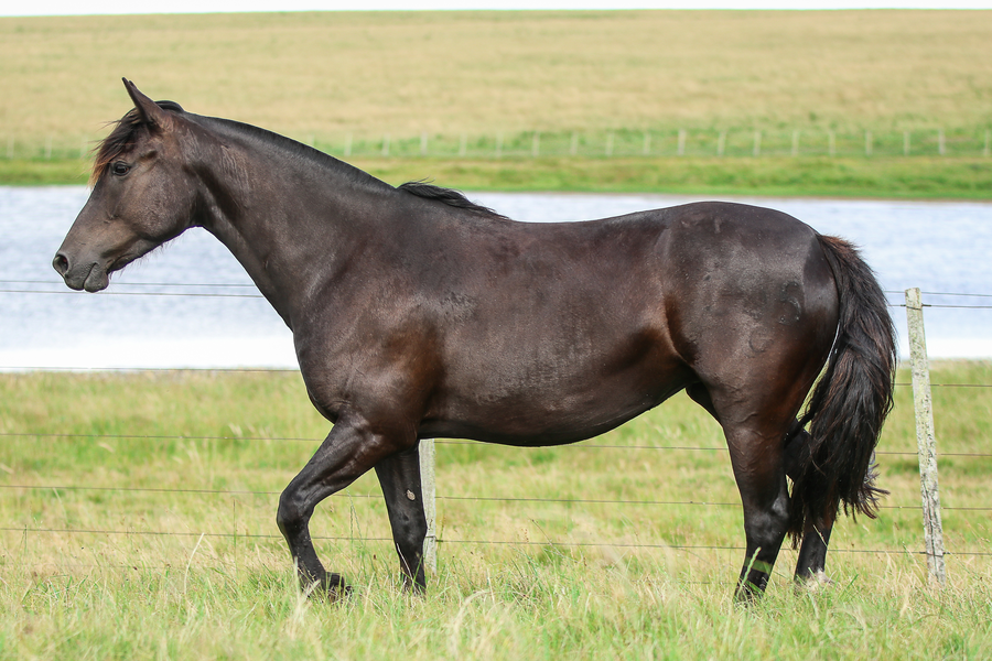 Lote CATANDUVA AGATHA TE