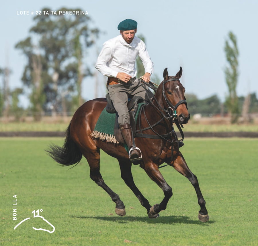 Lote TAITA PEREGRINA - T/E (DOLFINA GUITARRERO - OPEN ORACION)