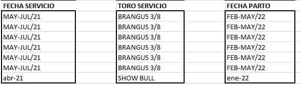 Lote VAQUILLONA PREÑADAS CORRAL 67