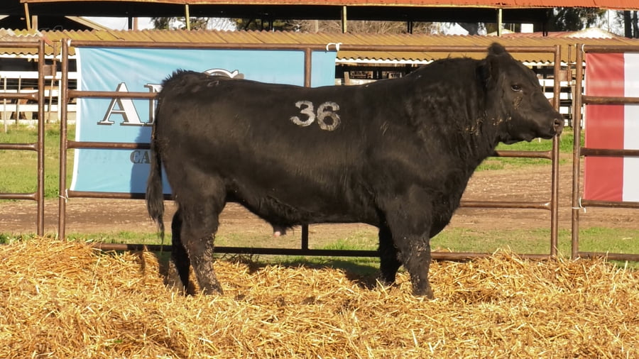 Lote TOROS ANGUS NEGROS PC