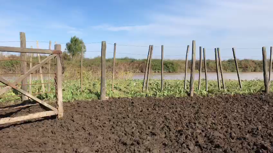 Lote 70 Terneros/as en Baradero, Buenos Aires