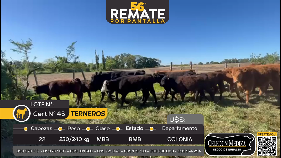 Lote 22 Terneros en La Horqueta, Colonia