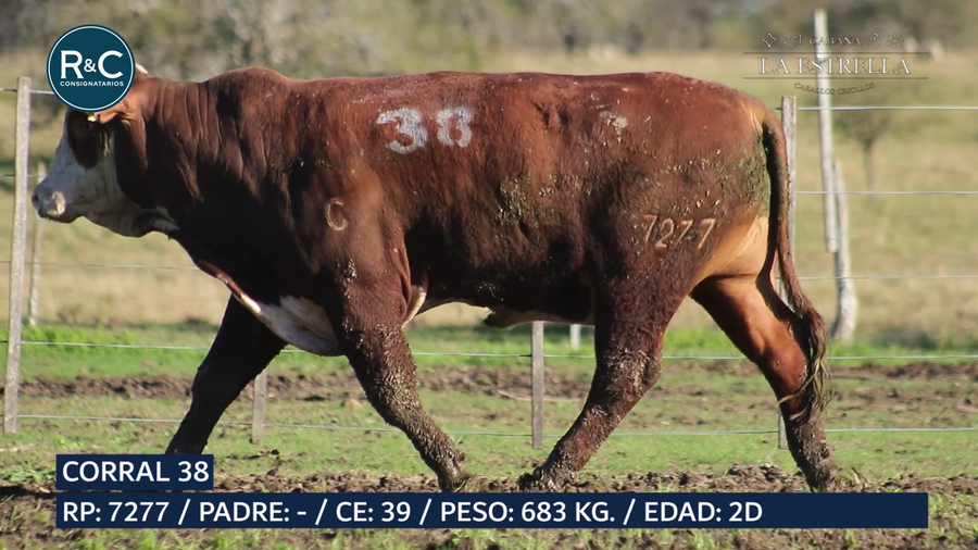 Lote Toro Braford