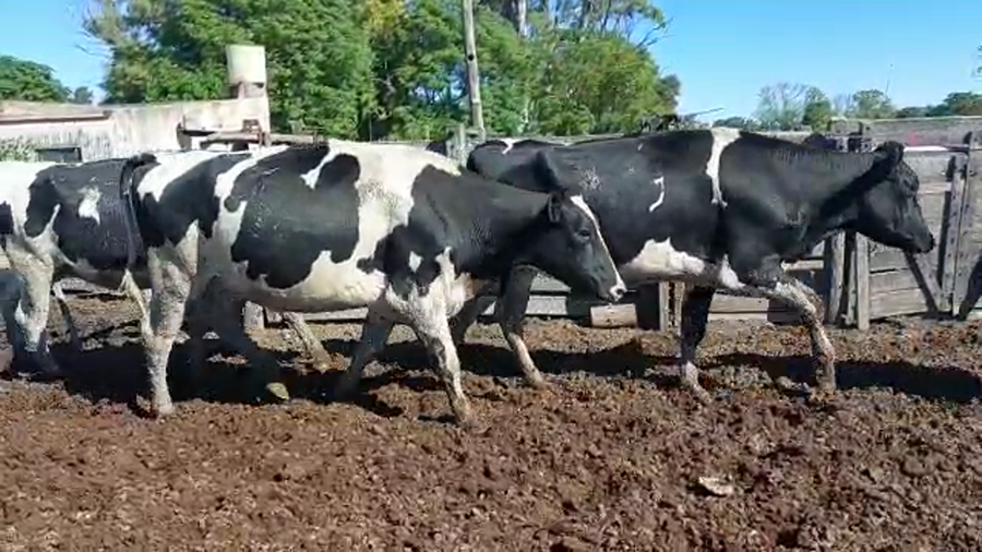 Lote Vaquillonas Preñadas- Cristian Perren