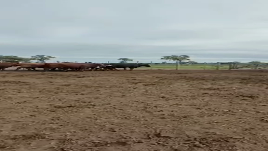Lote 105 Vacas de invernar en Juan José Castelli, Chaco