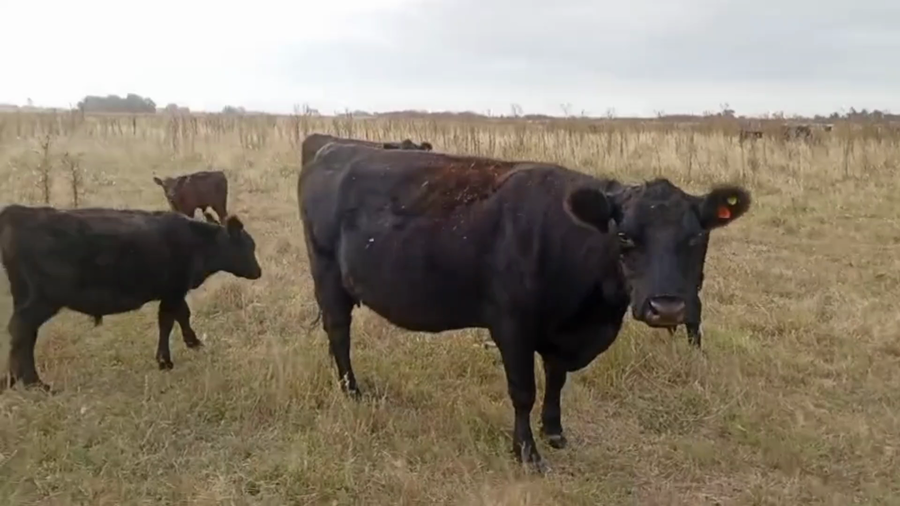 Lote 30 AL CTE NUEVAS, MEDIO Y USADAS