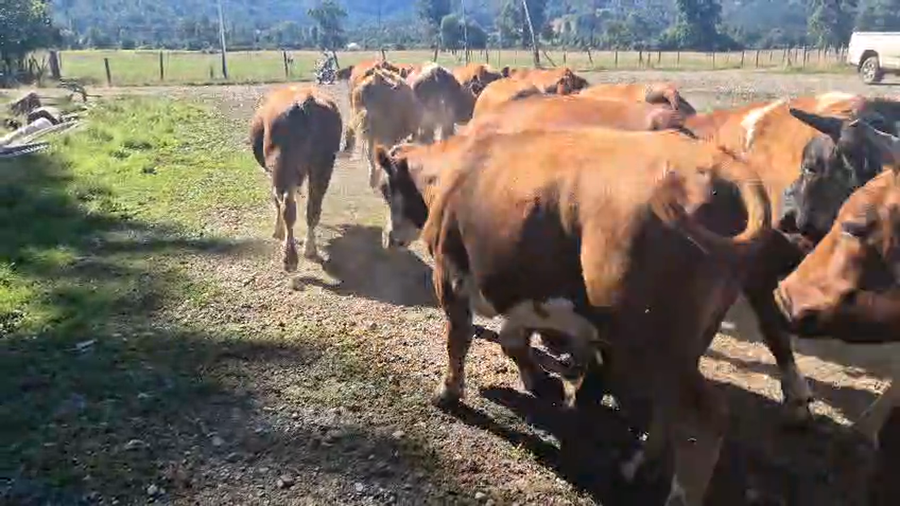 Lote 55 Novillo Engorda en Lanco, XIV Región Los Ríos