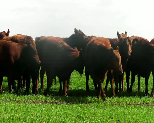 Lote VAQUILLONAS ANGUS NEG. INSEMINADA MAS