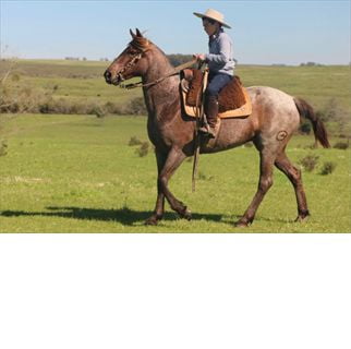 Lote SANTA GLORIA CHICHARRITA