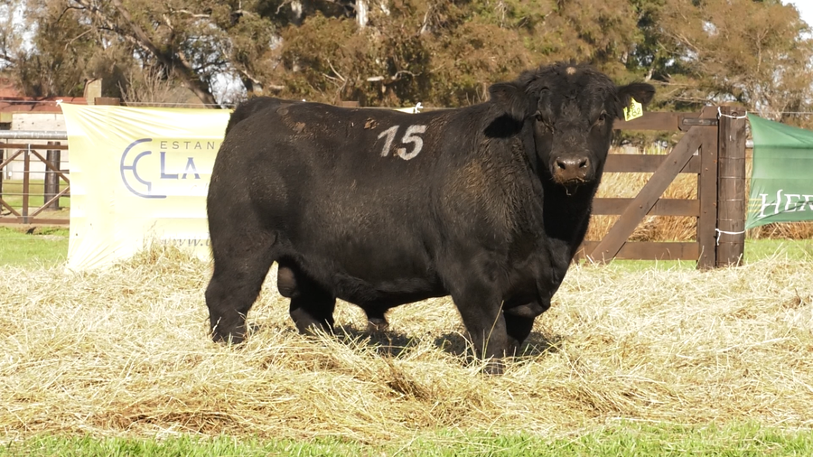 Lote TOROS ANGUS PURO CONTROLADO