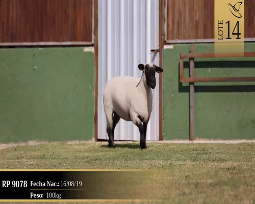 Lote Borregas a remate en Cabaña Las Brujas, San José