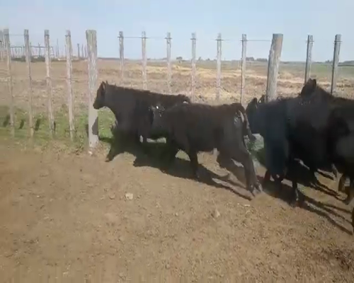 Lote 11 Terneras AA Y CRUZAS a remate en Pantalla Aniversario 150kg - , San José