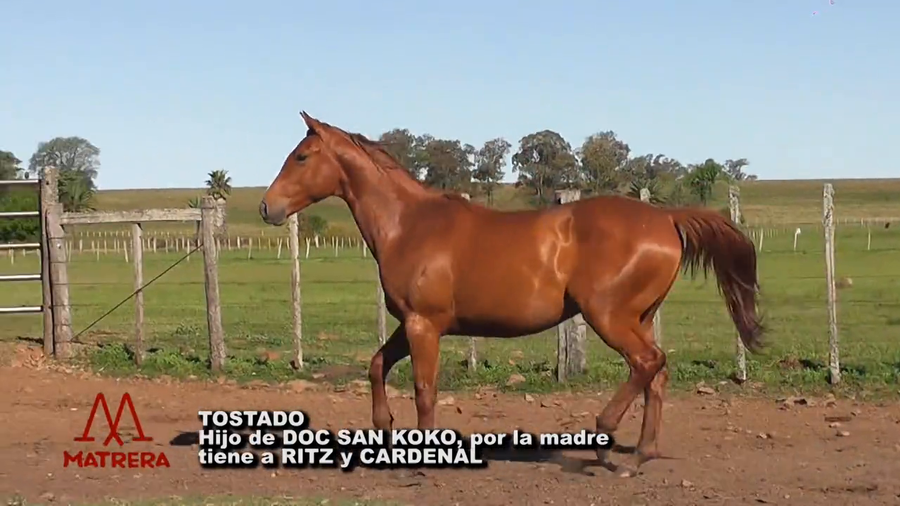 Lote POTRO DE CARRERA TOSTADO