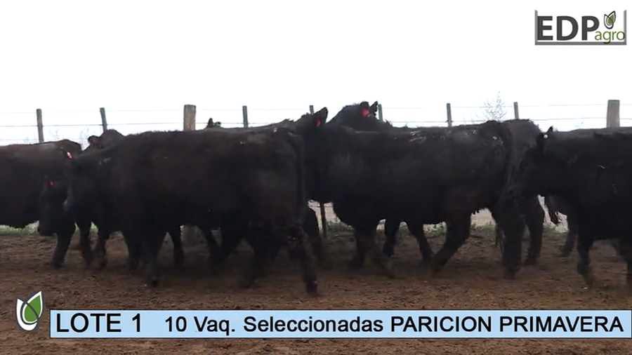 Lote ESTANCIA DON PEDRO Y LA ROSA 10 Vaq. negras