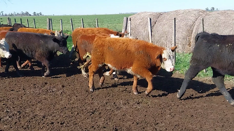 Lote 54 Terneros/as en Guaminí, Buenos Aires