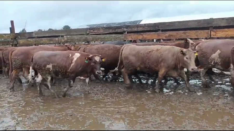 Lote 20 Vaquilla Gorda en Los Ángeles, VIII Región Biobío