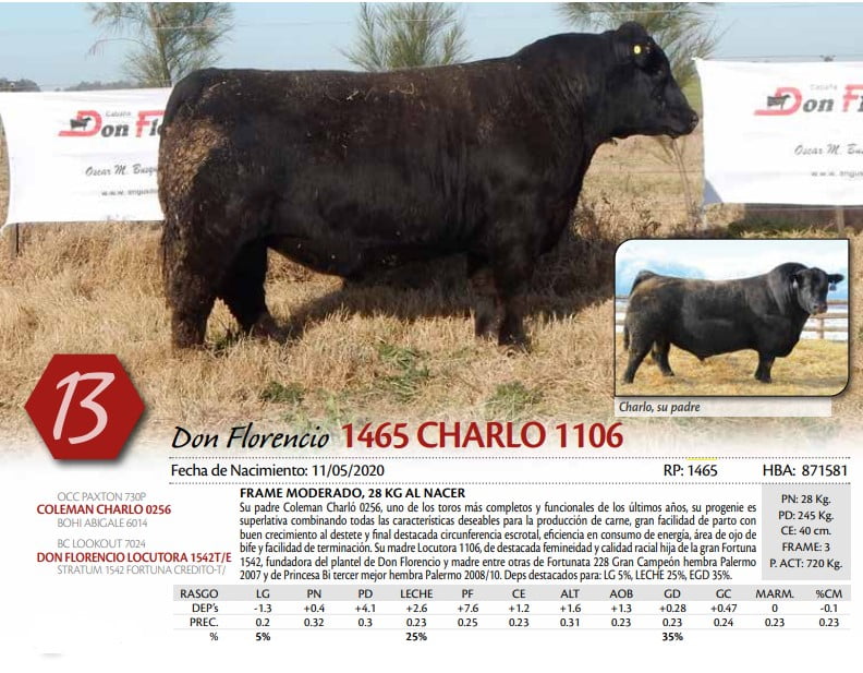 Lote TORO