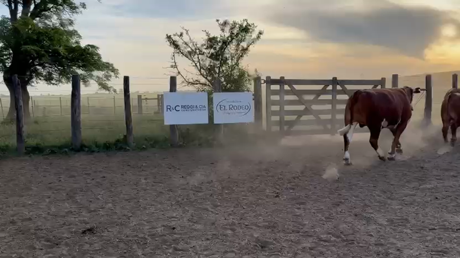 Lote 35 Novillos exportación