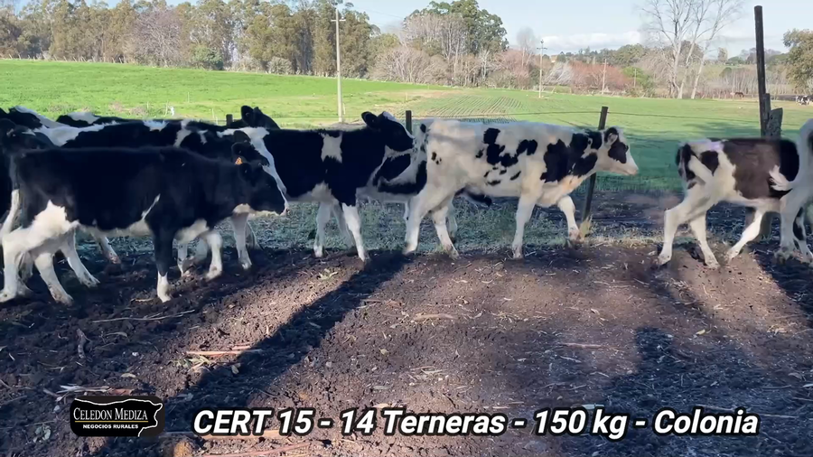 Lote 14 Terneras en El Semillero, Colonia