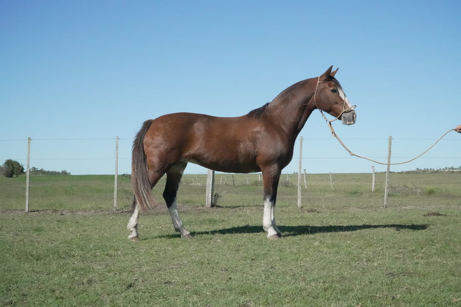 Lote MACARENA CENISA
