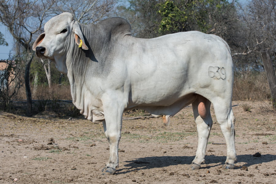 Lote Corral 20 - CABAÑA DON TOMAS