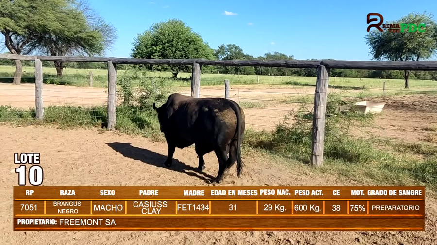 Lote TORO BRANGUS NEGRO -  FREEMONT SA