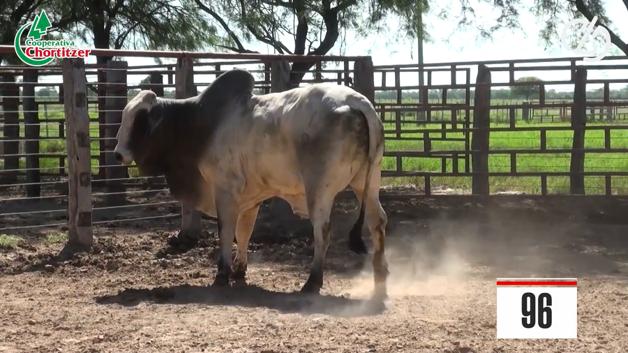 Lote Brahman