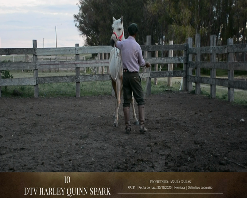 Lote Caballos a remate en 2da ESTA NOCHE BAYA, San José