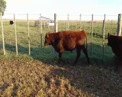 Lote 35 Terneros en Pila, Buenos Aires