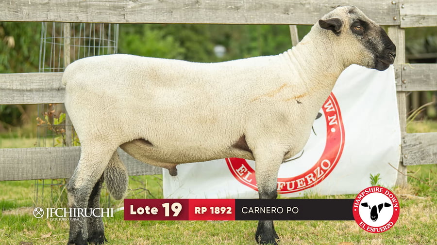 Lote LOTE 19