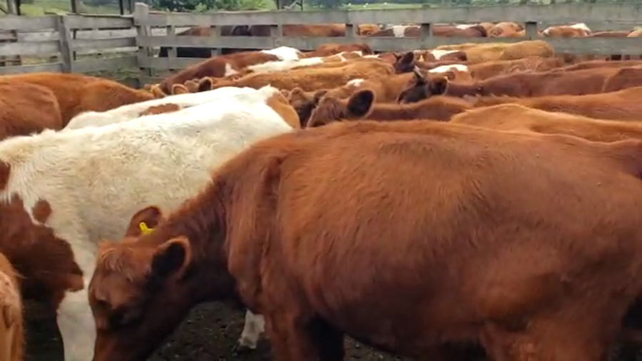 Lote 60 Vaquilla Engorda en Futrono, XIV Región Los Ríos