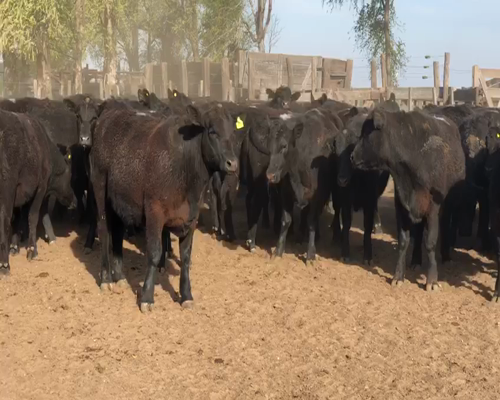 Lote 65 Novillitos en Anguil, La Pampa