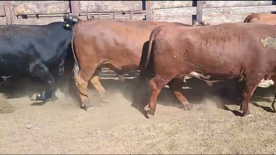 Lote 20 Novillo Gordo en Los Ángeles, VIII Región Biobío