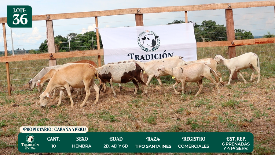 Lote LOTE 36 - POR PANTALLA