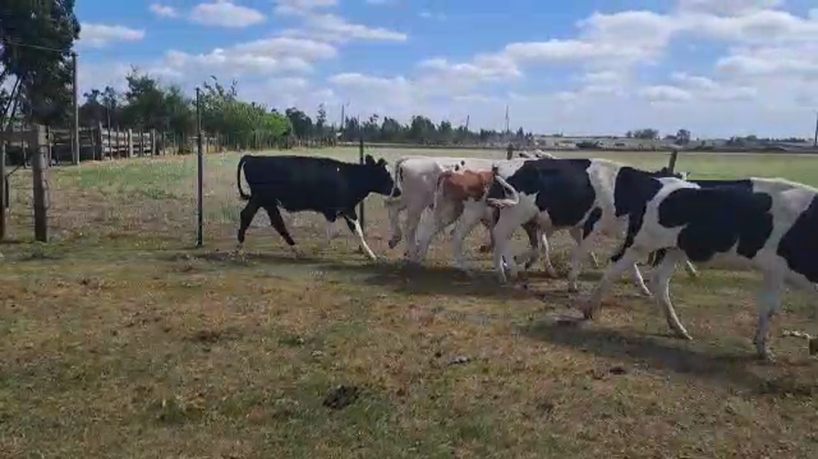 Lote 25 Novillos