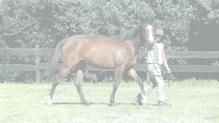 Lote ZAMBA ESCONDIDA (PUERTO ESCONDIDO -  ZAMBA QUERIDA)