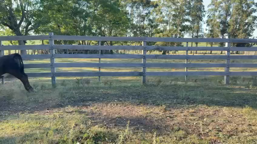 Lote TERNEROS Y TERNERAS