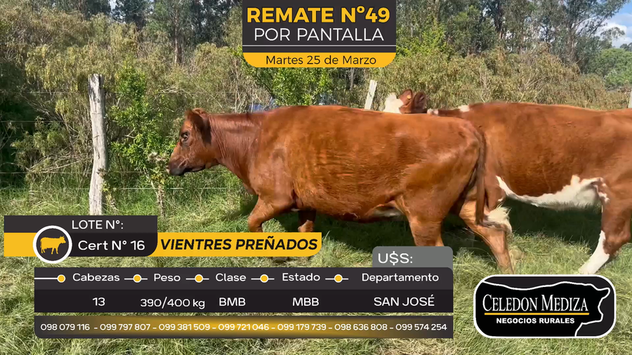 Lote 13 Vaquillonas Vacas Preñadas en Otra Localidad, San José