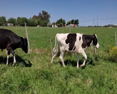 Lote (Vendido)17 Terneros 16 HO,  1 HO X NO a remate en #11 Remate de Pantalla 132kg - , Colonia