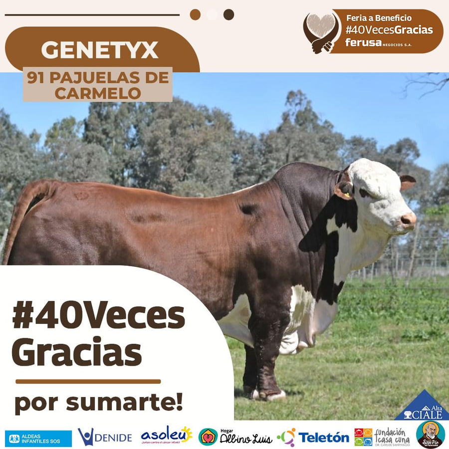 Lote 91 PAJUELAS DE CARMELO