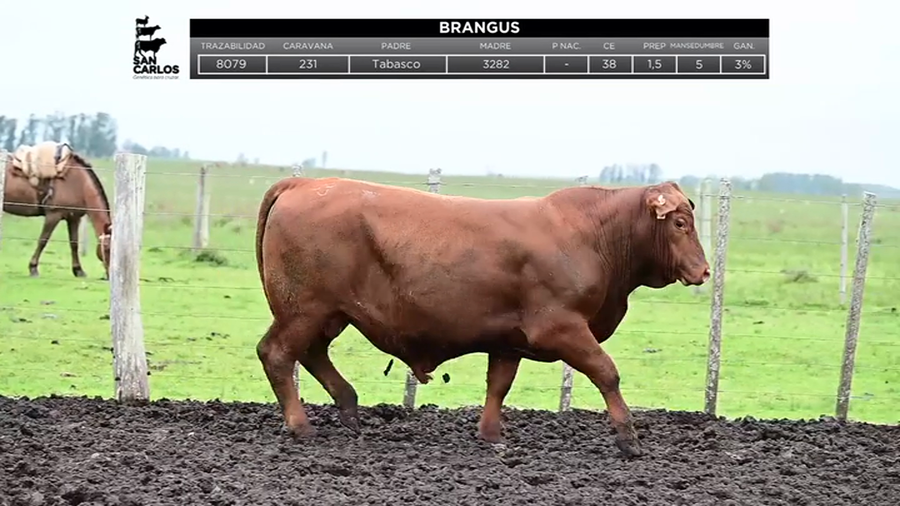 Lote Toros a remate en La Magdalena y San Carlos, Artigas