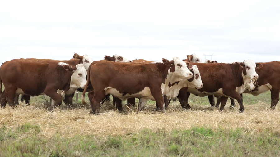 Lote Vaquillas señal 3 preñadas de otoño REMATE AGOSTO 2026