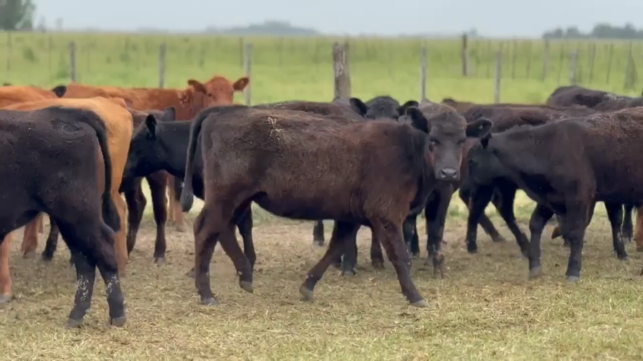 Lote 37 Terneros/as