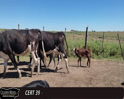 Lote (Vendido)14 Piezas de cría 2 HE XHO,  1 HE,  1 NO,  1 HE X HO,  1 AA X HE,  1 CH X HE a remate en 12° Remate por Pantalla 330kg -  en  - RUTA 21, SAN PEDRO