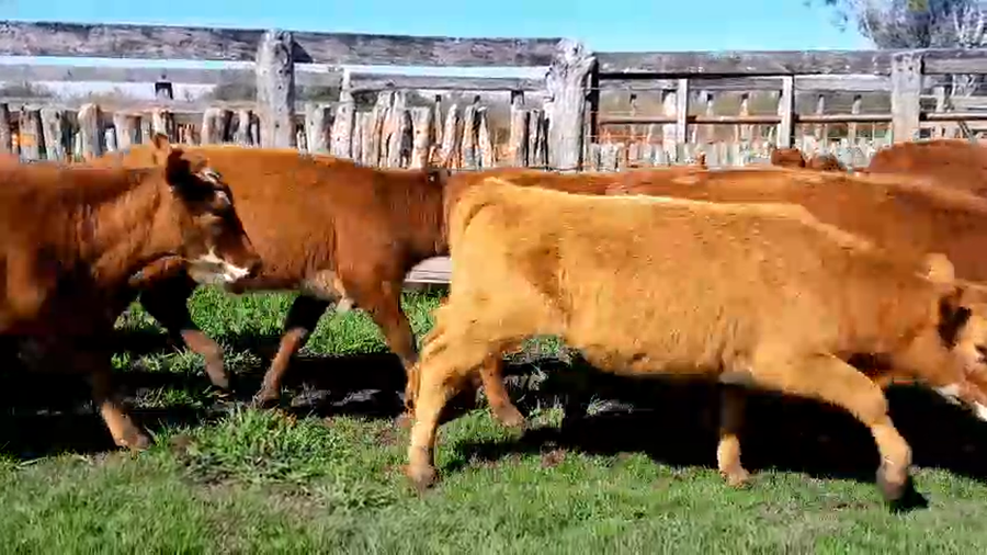 Lote 25 Terneras en Corrientes, Curuzú-Cuatiá