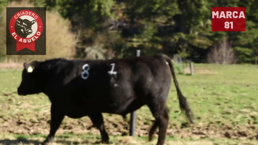 Lote 1 Toro